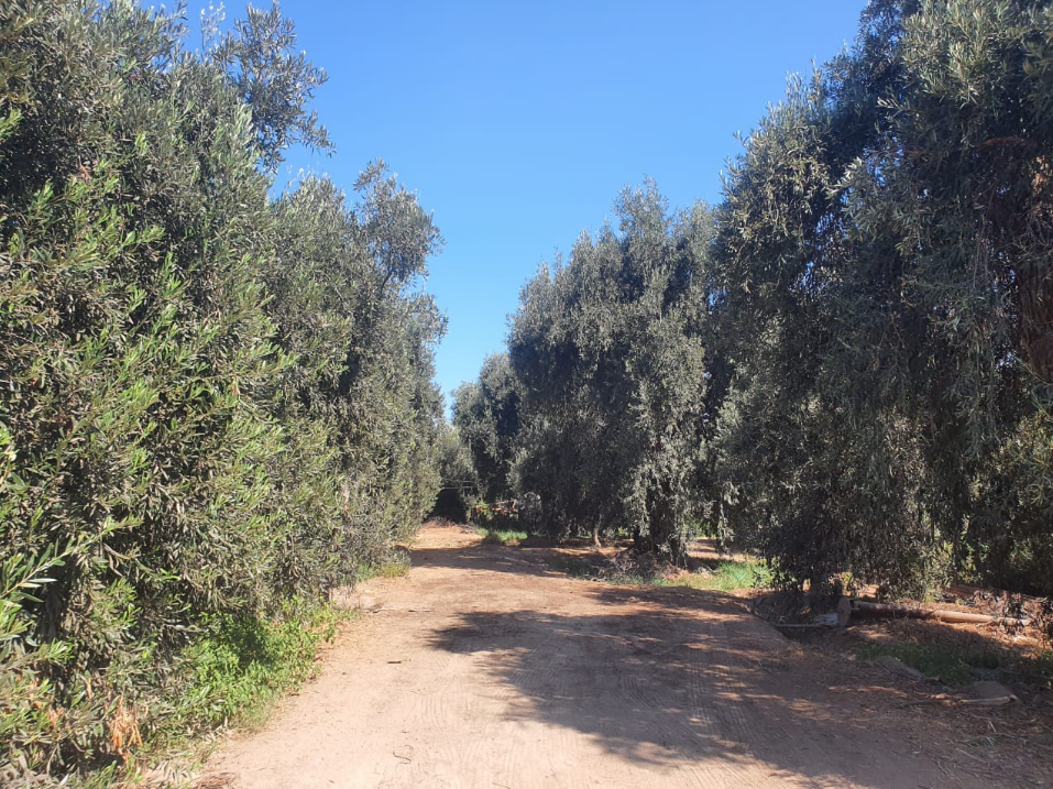 Campo de olivos Valle del Norte