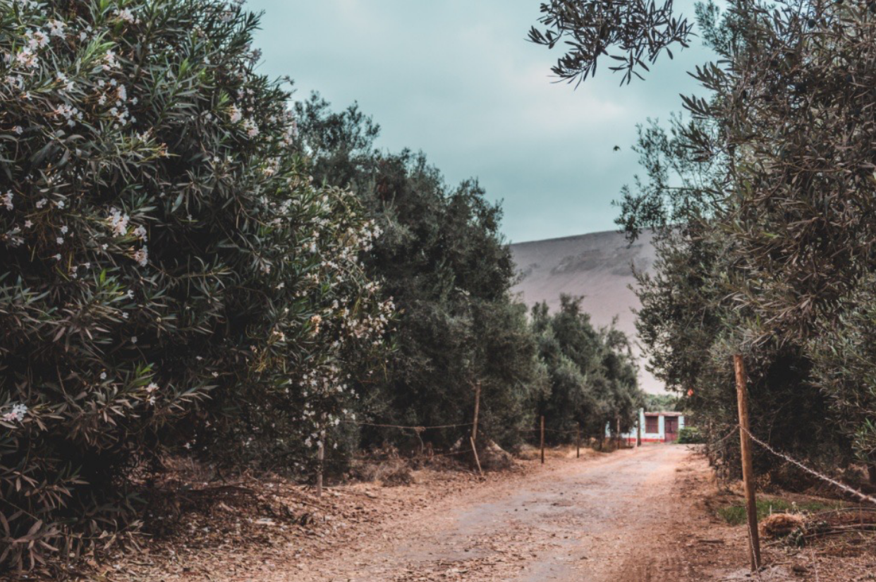 Campo de olivos Valle del Norte